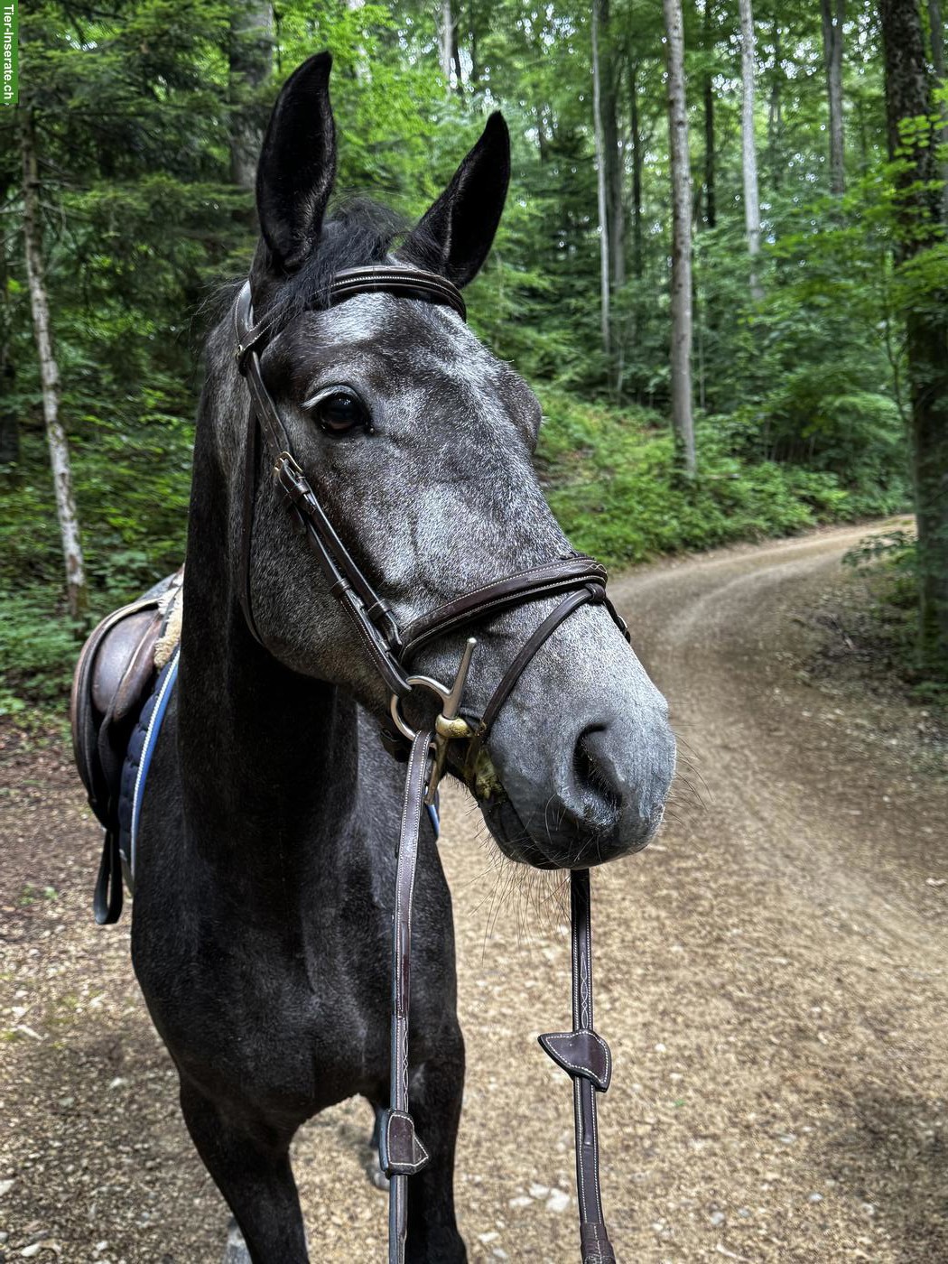 Bild 3: Grosser, ruhiger Connemara Wallach, Therapiepony