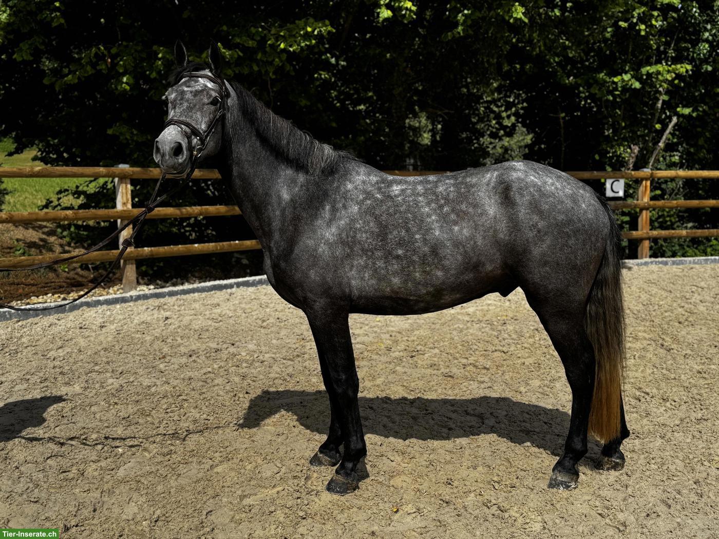 Bild 4: Grosser, ruhiger Connemara Wallach, Therapiepony