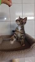 Junge Maine Coon Mix Kitten suchen ein Zuhause