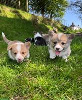 Welsh Corgi Pembroke Welpen
