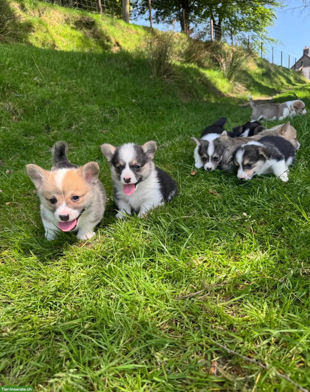 Bild 2: Welsh Corgi Pembroke Welpen