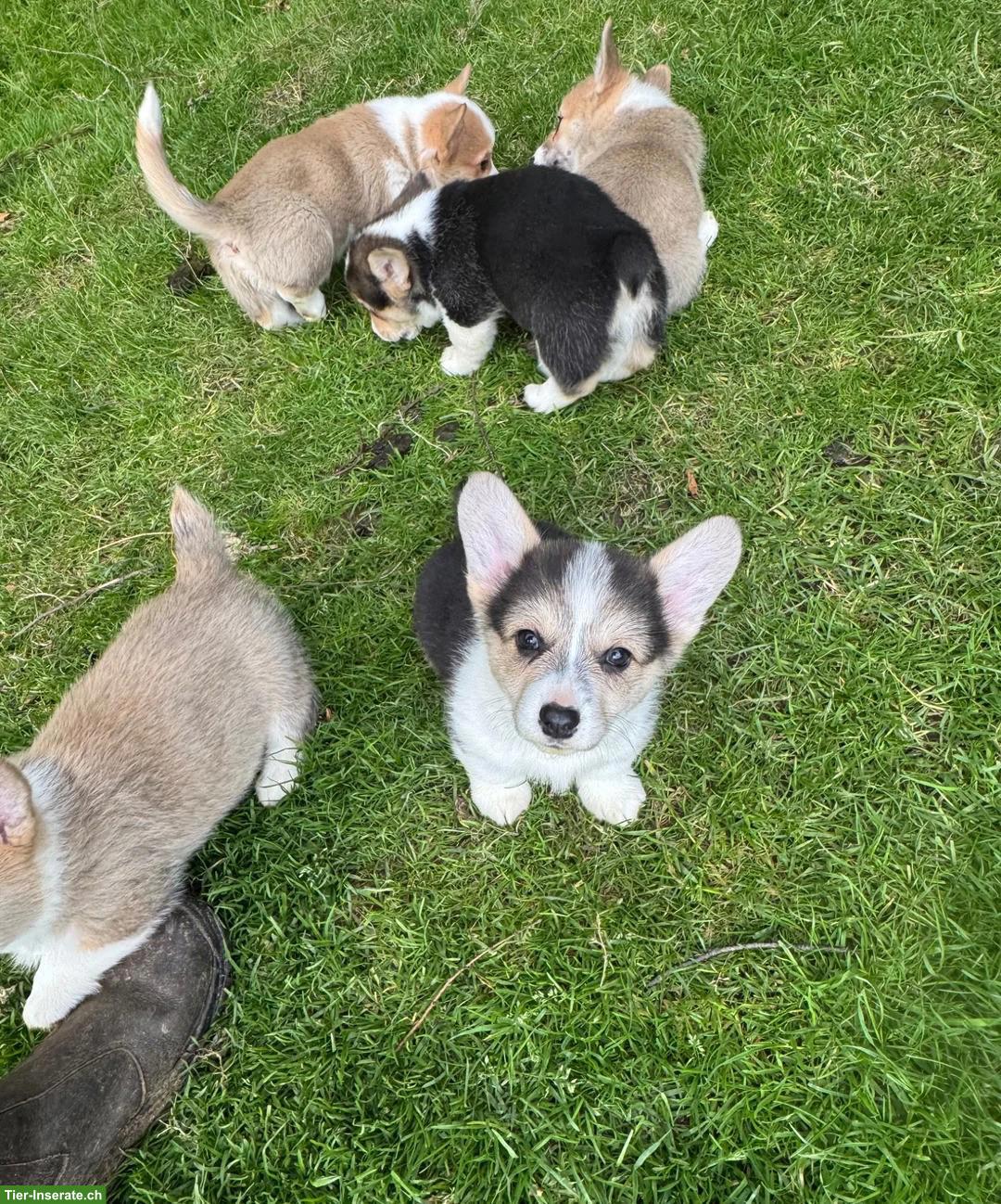 Bild 3: Welsh Corgi Pembroke Welpen