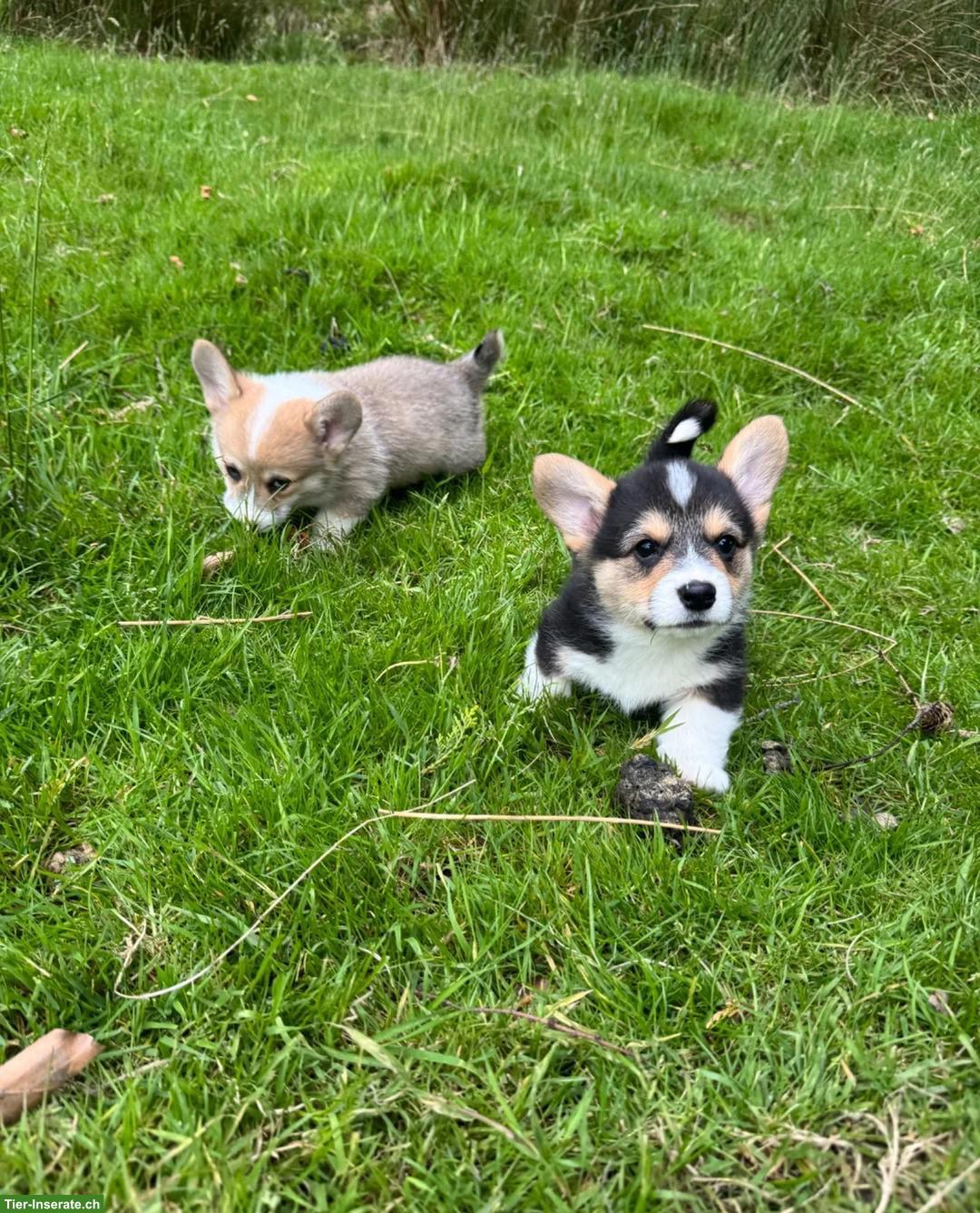 Bild 4: Welsh Corgi Pembroke Welpen