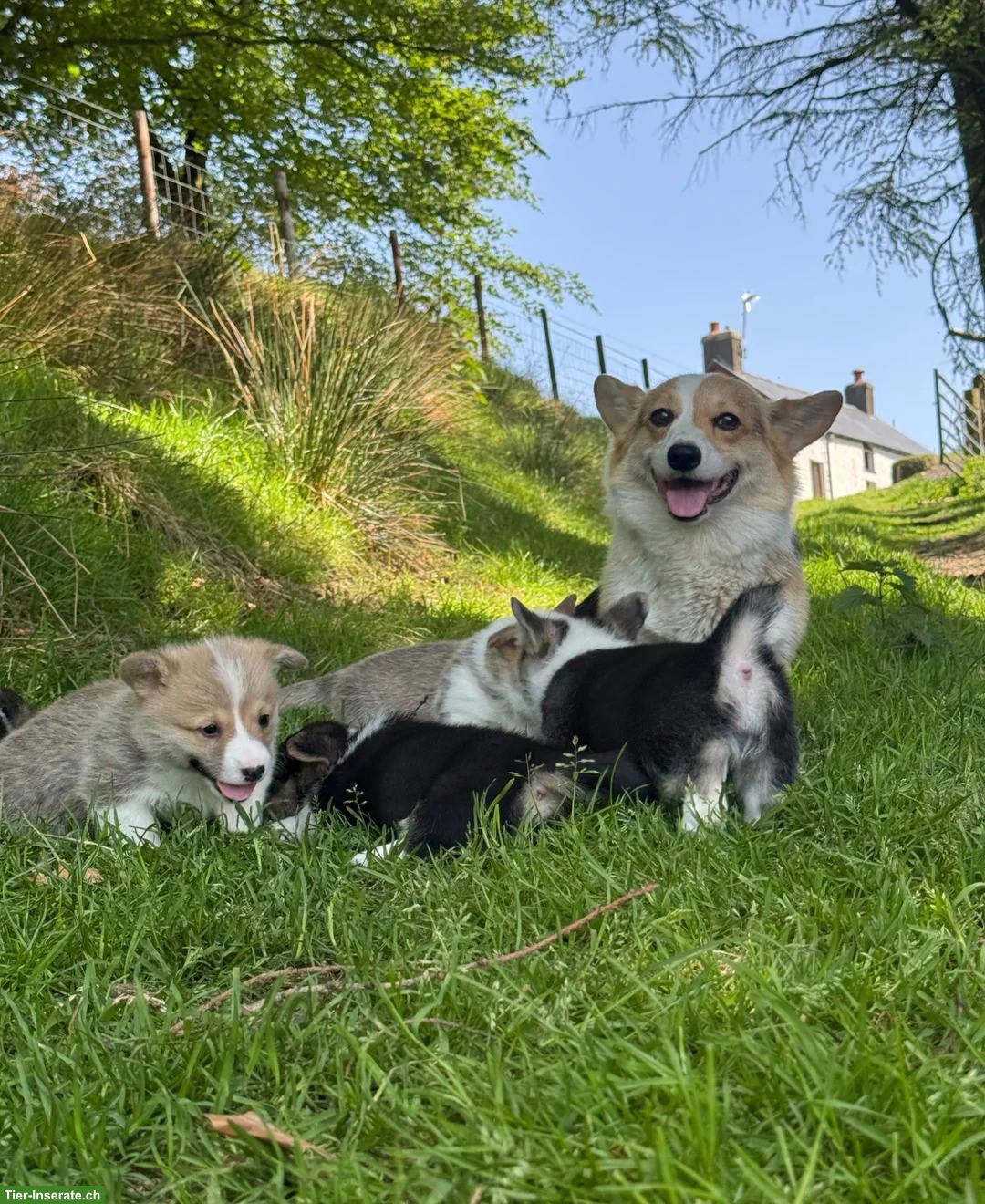 Bild 5: Welsh Corgi Pembroke Welpen