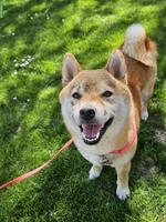 Tolle Shiba Inu Hündin sucht neues Zuhause