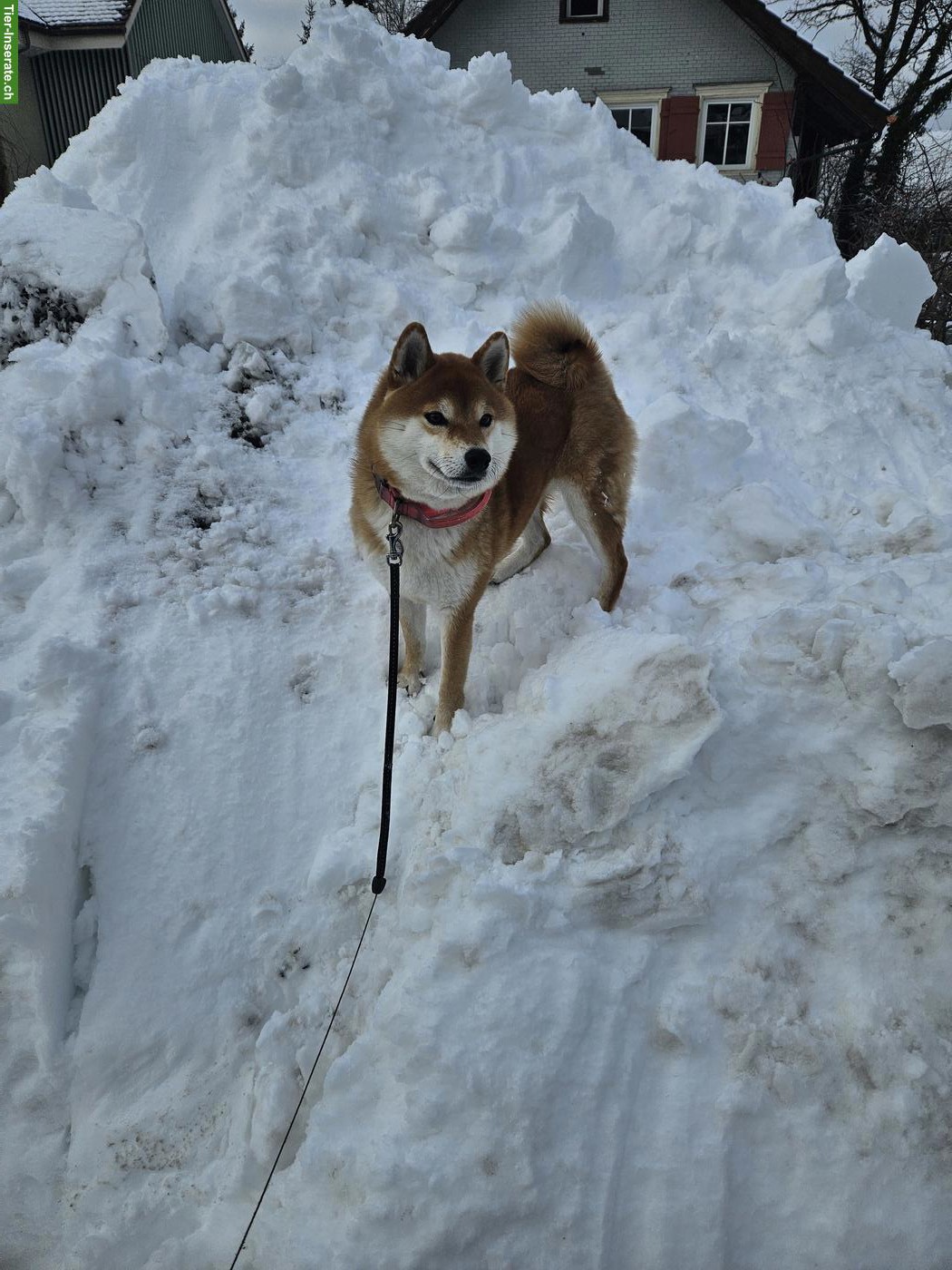 Bild 2: Tolle Shiba Inu Hündin sucht neues Zuhause