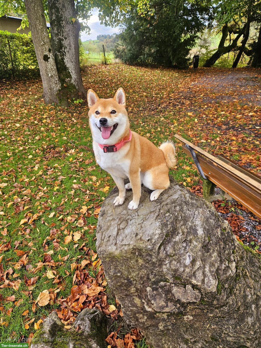 Bild 3: Tolle Shiba Inu Hündin sucht neues Zuhause