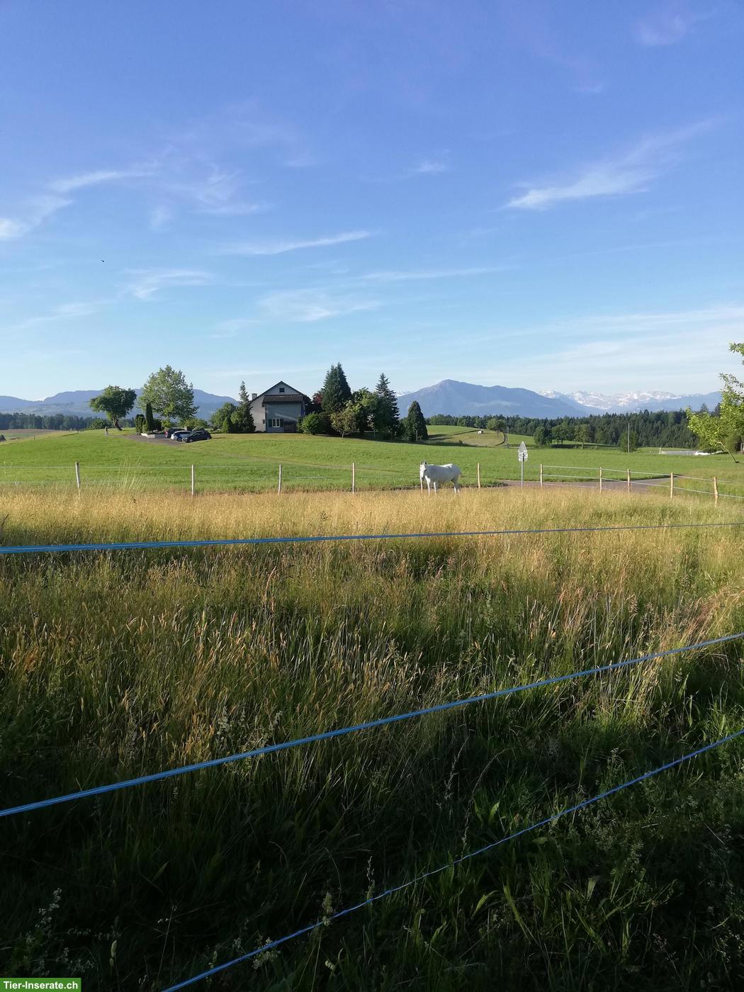 Pensionsplatz Offenstall Region Rossau/Mettmenstetten