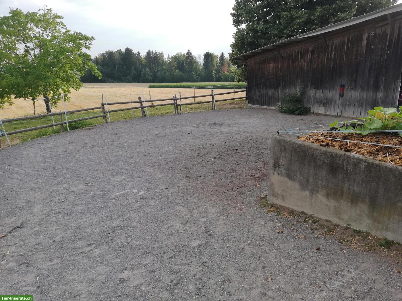 Bild 4: Pensionsplatz Offenstall Region Rossau/Mettmenstetten
