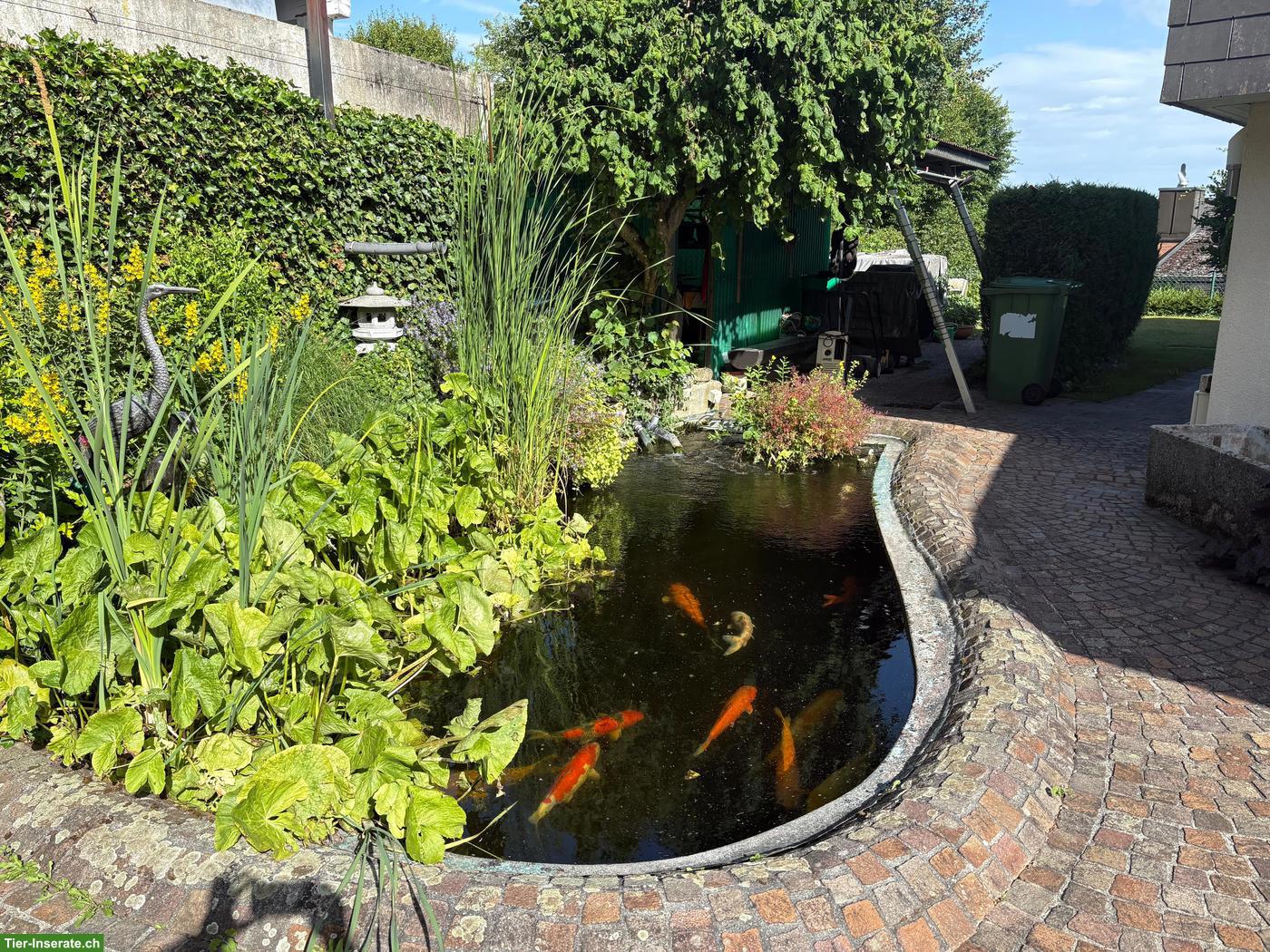 Koi suchen neues Zuhause wegen Teichauflösung in Lostorf SO