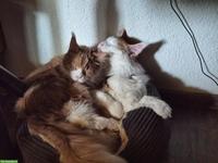 Maine Coon Kater Maverick & Mogli suchen Zuhause 🐾