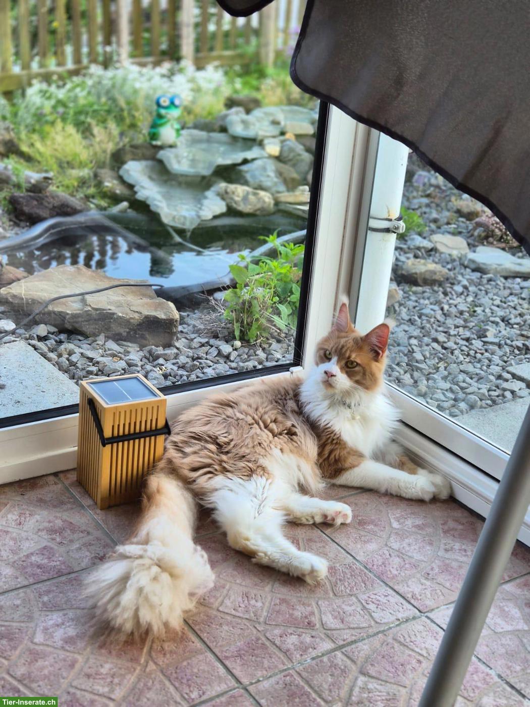 Bild 2: Maine Coon Kater Maverick & Mogli suchen Zuhause 🐾