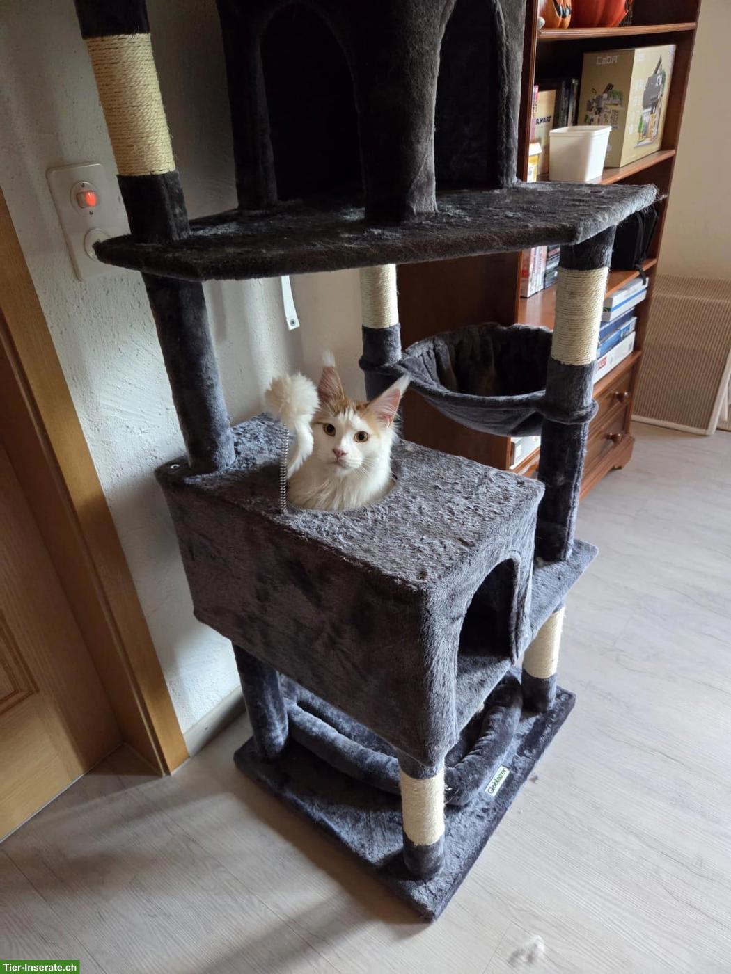 Bild 3: Maine Coon Kater Maverick & Mogli suchen Zuhause 🐾