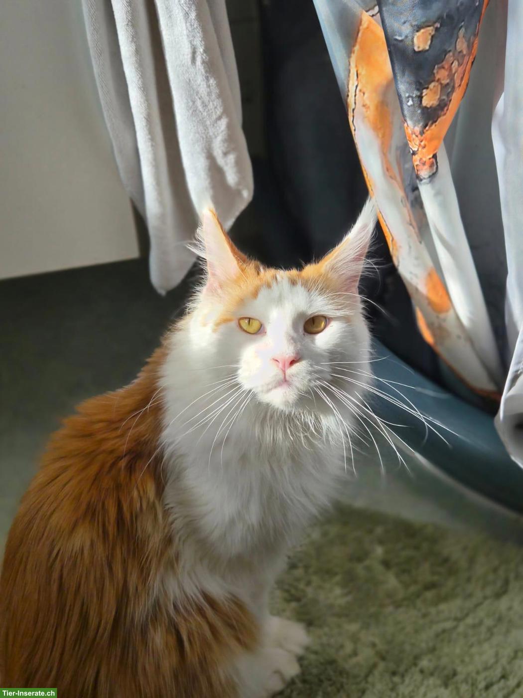 Bild 4: Maine Coon Kater Maverick & Mogli suchen Zuhause 🐾