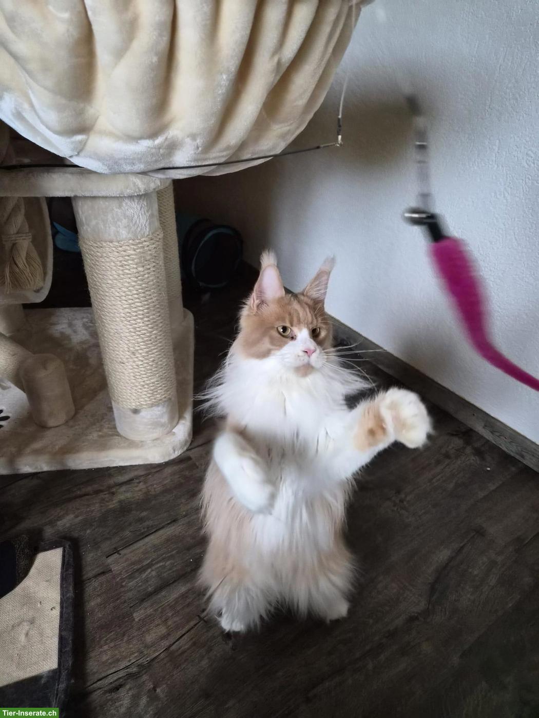 Bild 5: Maine Coon Kater Maverick & Mogli suchen Zuhause 🐾