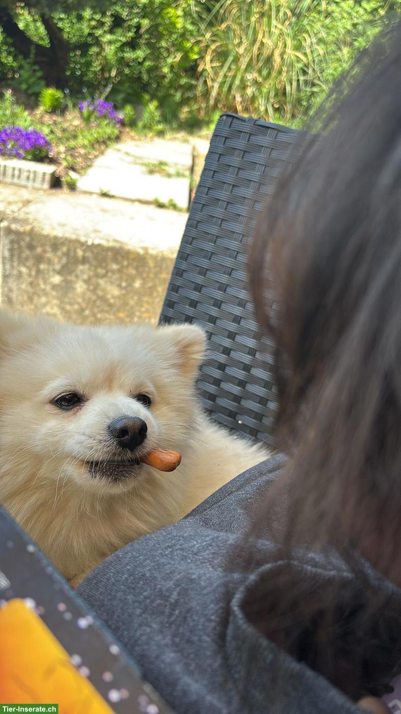 Tagesbetreuung gesucht für lieben Hund