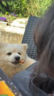 Tagesbetreuung gesucht für lieben Hund