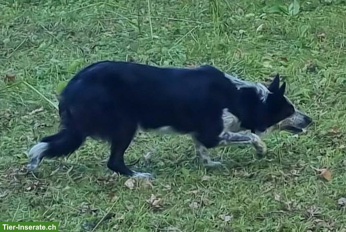 Bild 2: Border Collie Welpen als Arbeitshunde abzugeben