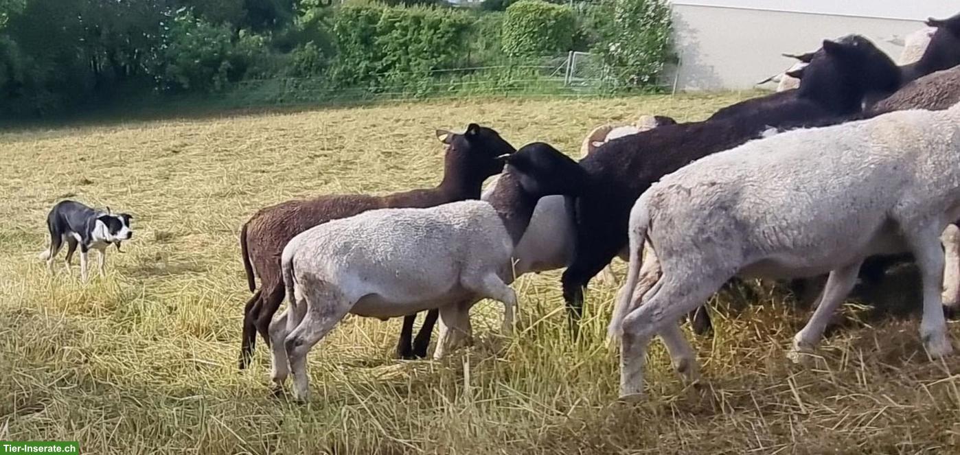 Bild 3: Border Collie Welpen als Arbeitshunde abzugeben