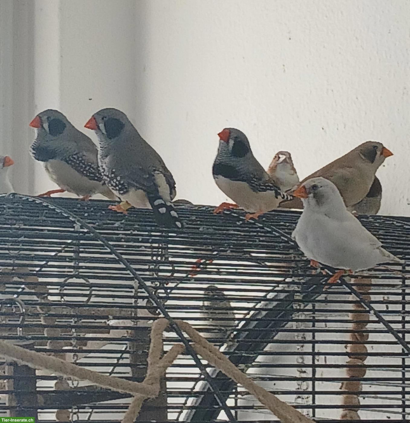 Schwarzwangen Zebrafinken abzugeben