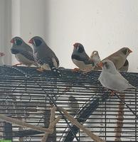 Schwarzwangen Zebrafinken abzugeben