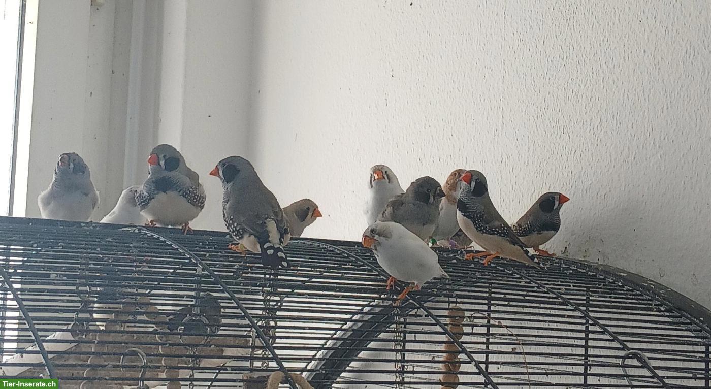 Bild 3: Schwarzwangen Zebrafinken abzugeben