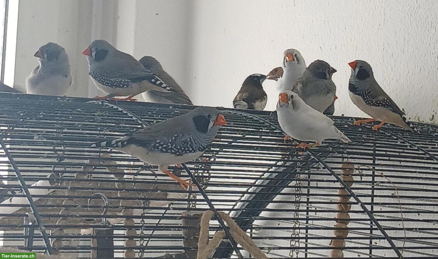 Bild 4: Schwarzwangen Zebrafinken abzugeben