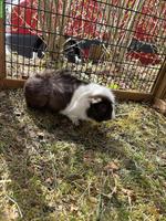 3 Meerschweinchen Böcke dringend abzugeben