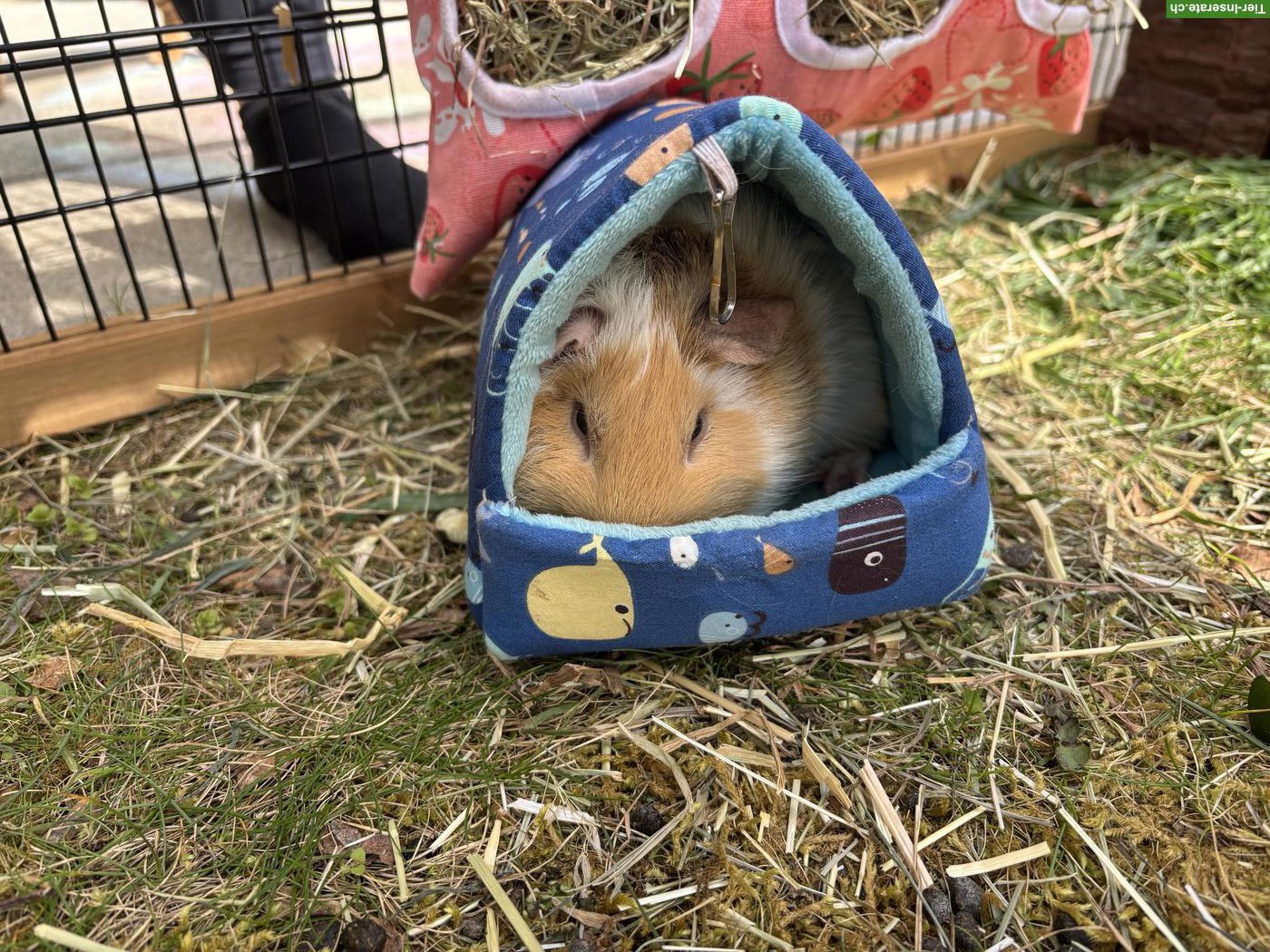 Bild 2: 3 Meerschweinchen Böcke dringend abzugeben