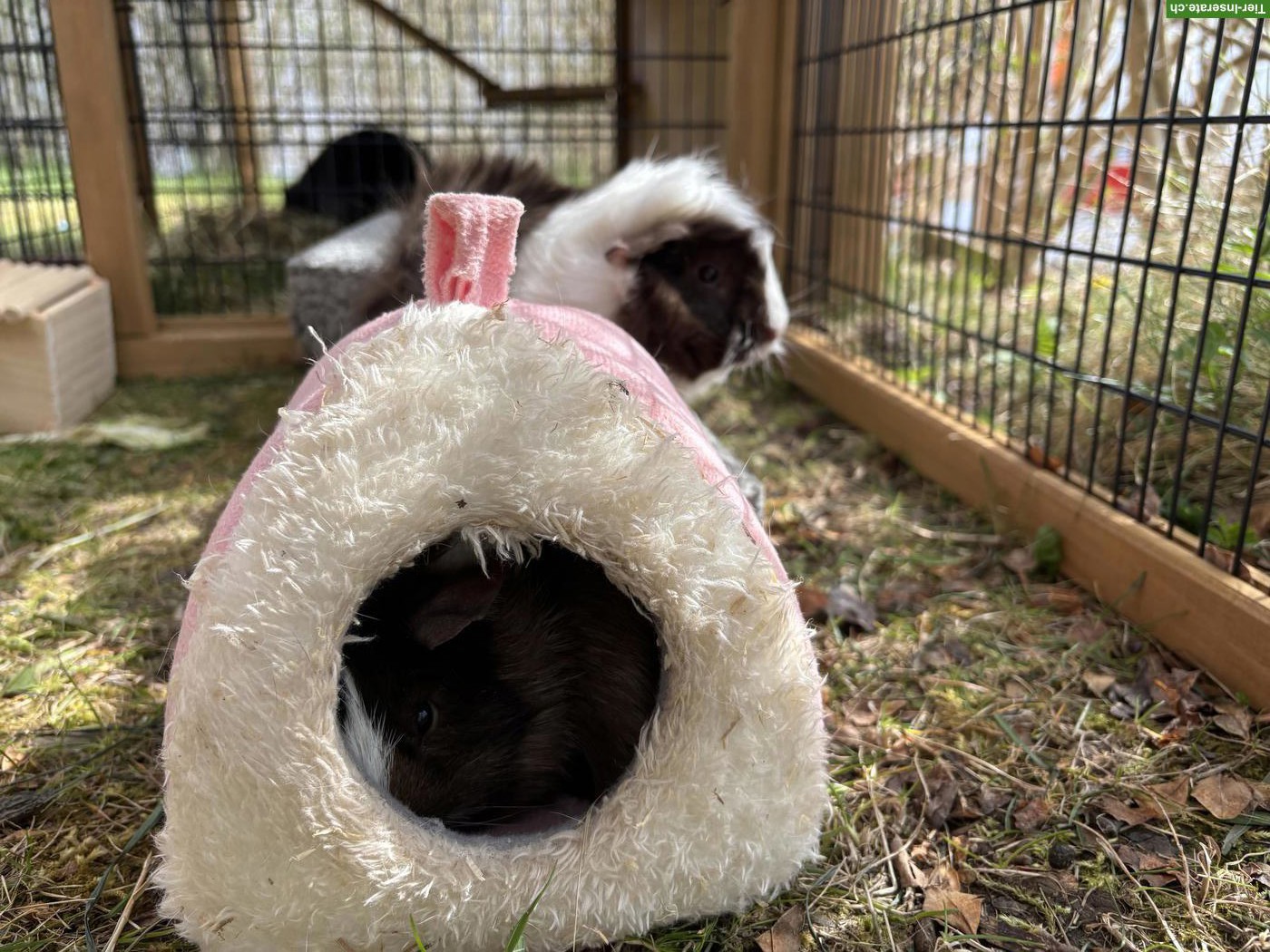 Bild 3: 3 Meerschweinchen Böcke dringend abzugeben