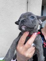 Französische Bulldoggen Welpen suchen liebes Zuhause 🐾