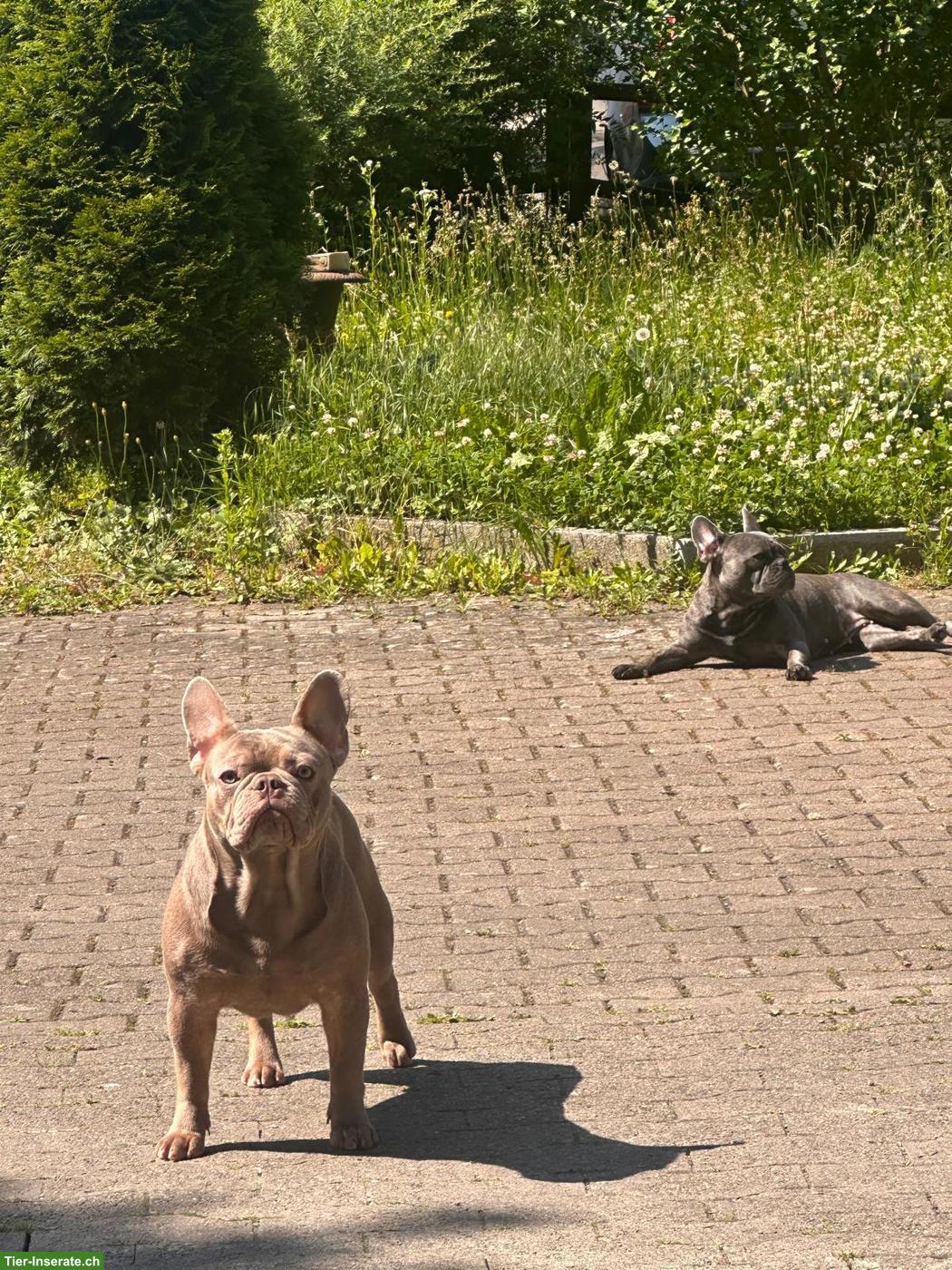 Bild 10: Französische Bulldoggen Welpen suchen liebes Zuhause 🐾