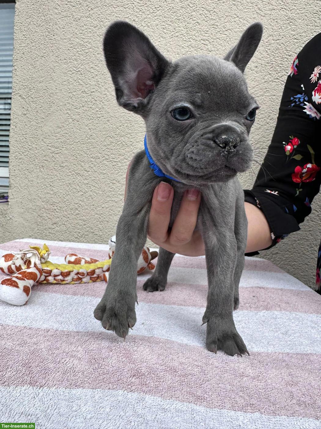 Bild 2: Französische Bulldoggen Welpen suchen liebes Zuhause 🐾