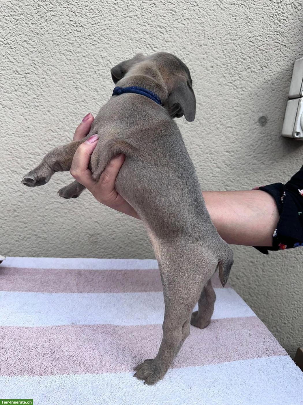Bild 3: Französische Bulldoggen Welpen suchen liebes Zuhause 🐾