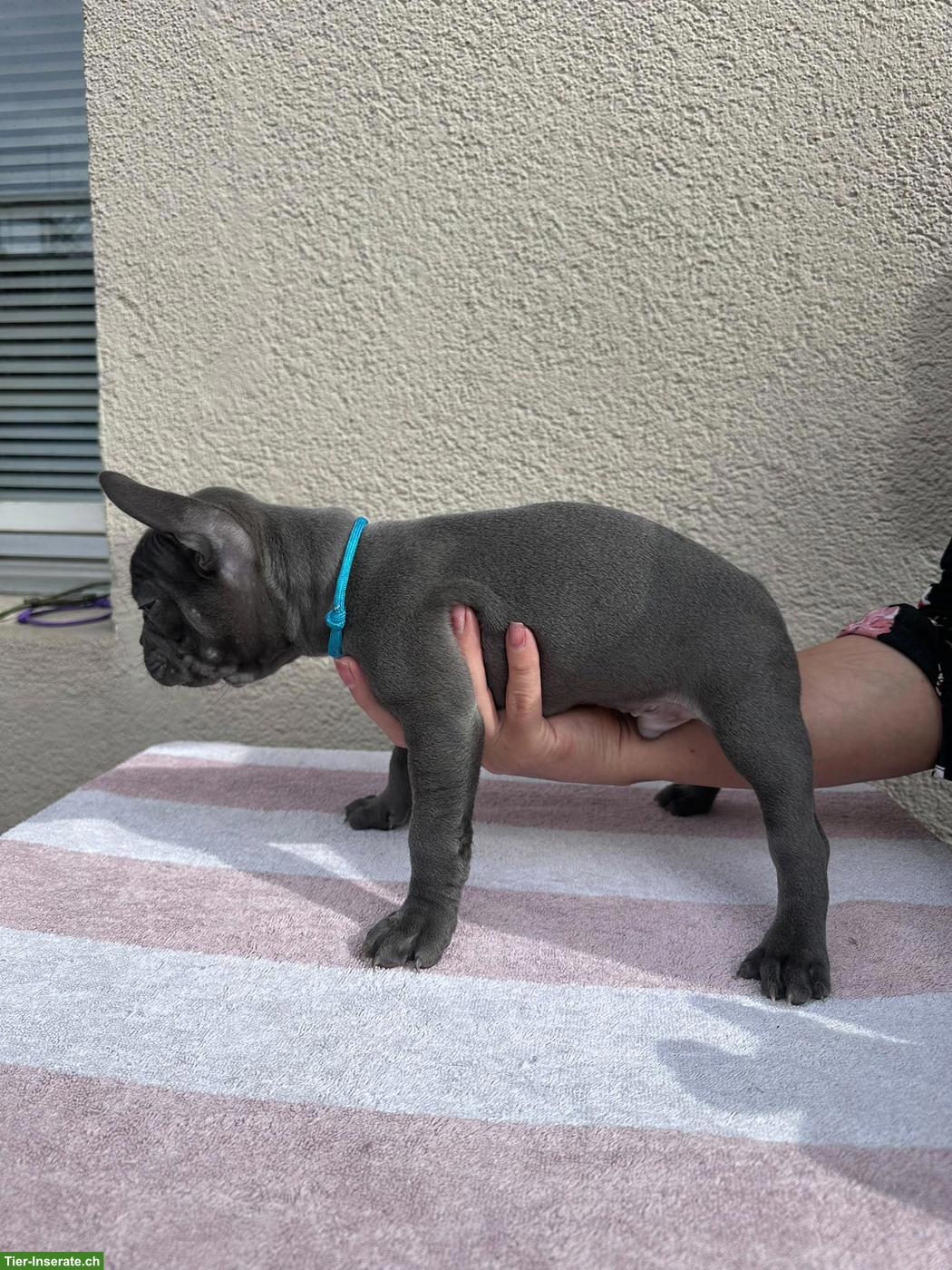 Bild 4: Französische Bulldoggen Welpen suchen liebes Zuhause 🐾