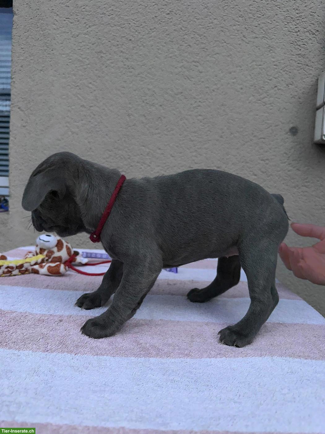 Bild 5: Französische Bulldoggen Welpen suchen liebes Zuhause 🐾