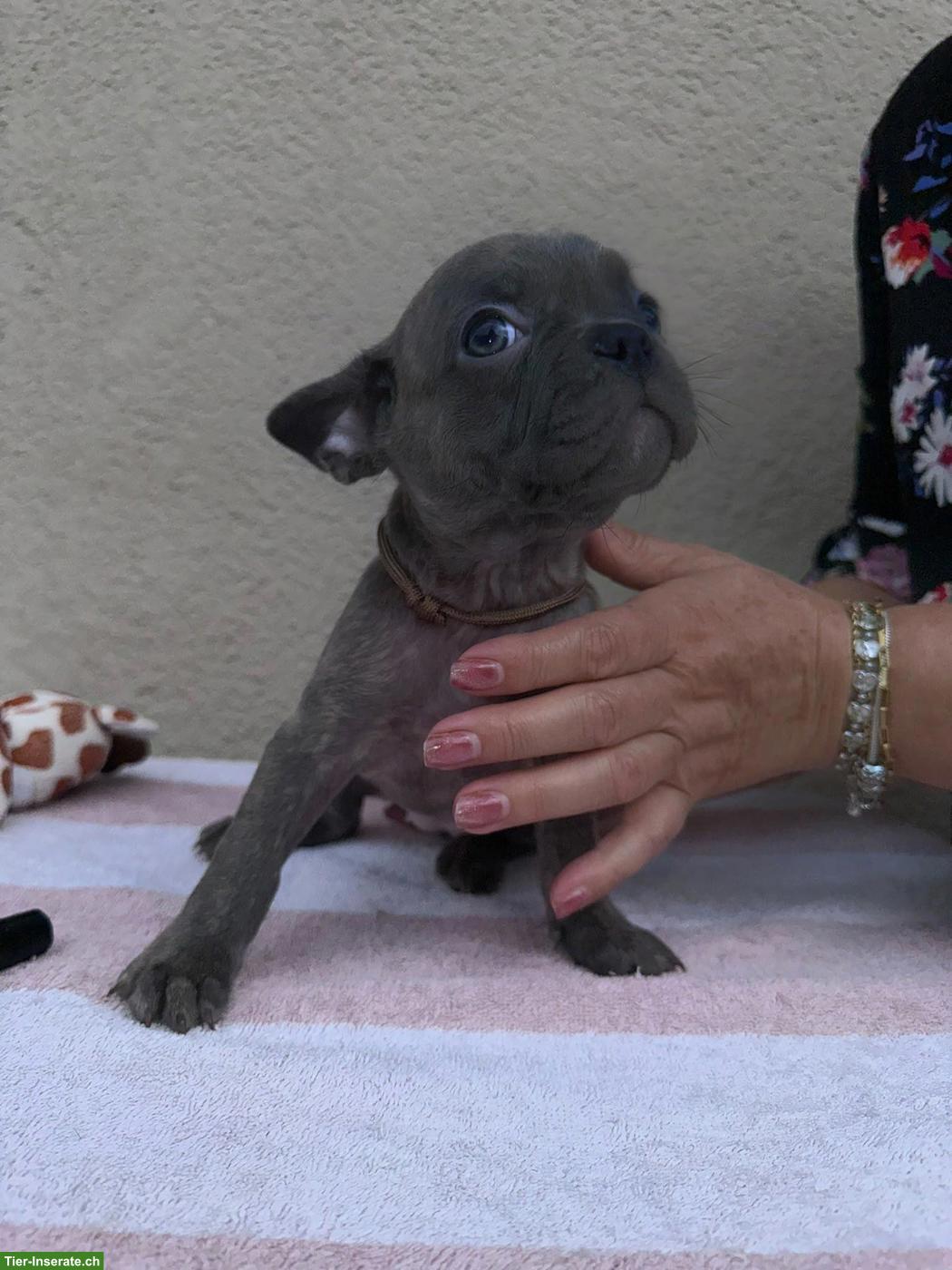 Bild 6: Französische Bulldoggen Welpen suchen liebes Zuhause 🐾