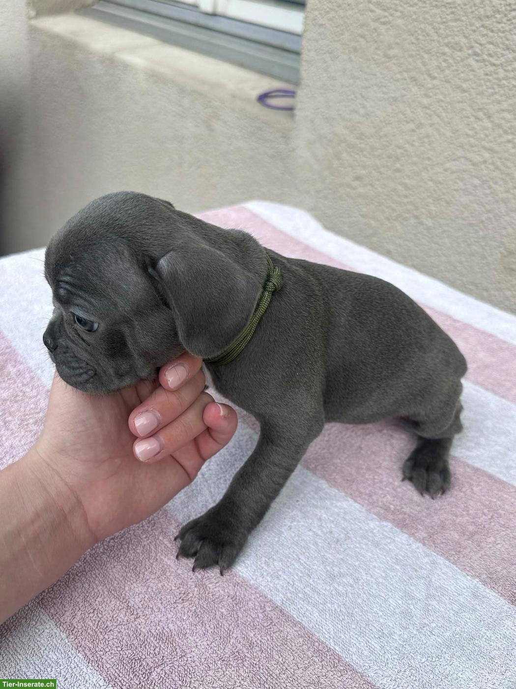 Bild 7: Französische Bulldoggen Welpen suchen liebes Zuhause 🐾