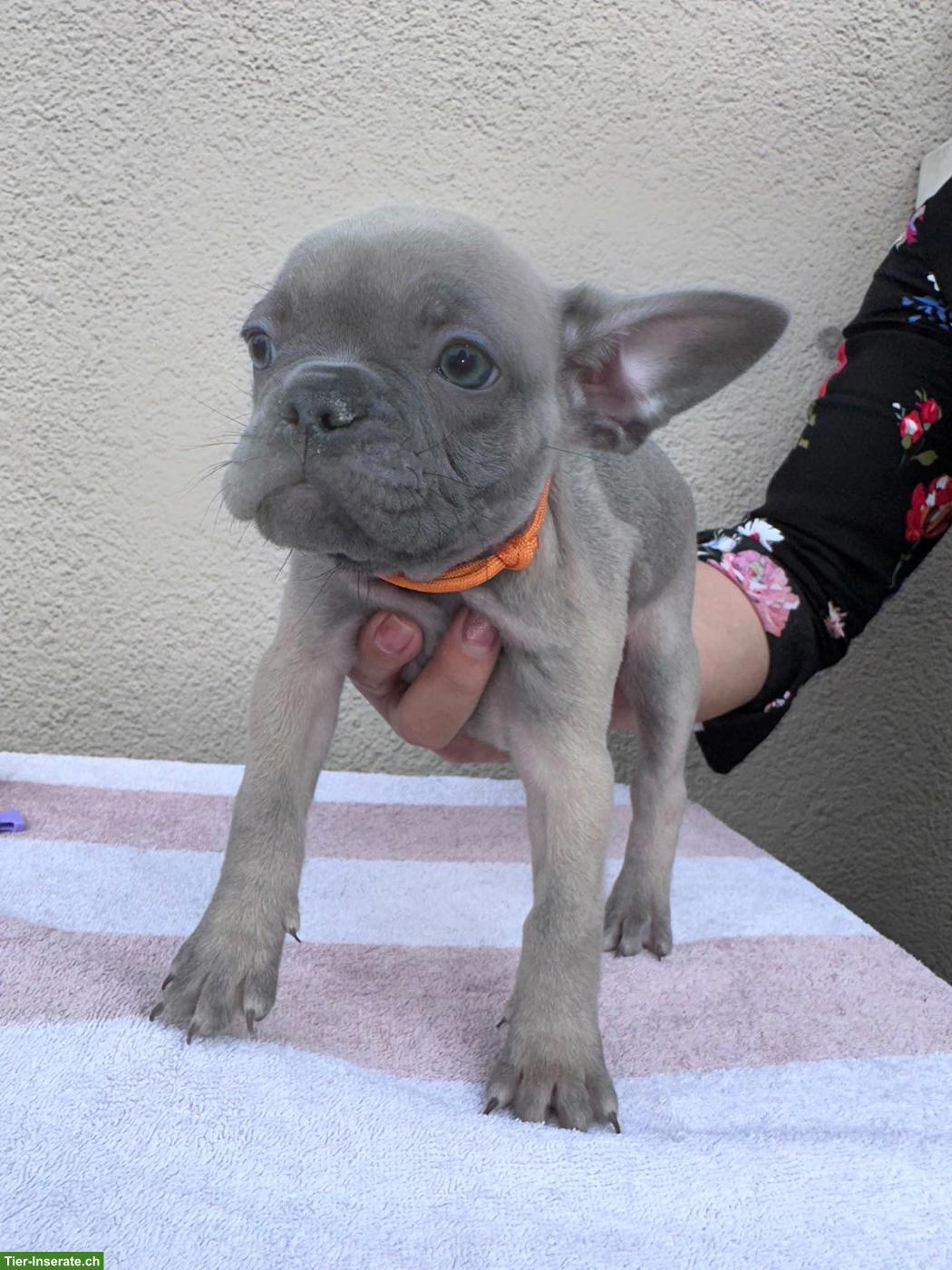 Bild 8: Französische Bulldoggen Welpen suchen liebes Zuhause 🐾