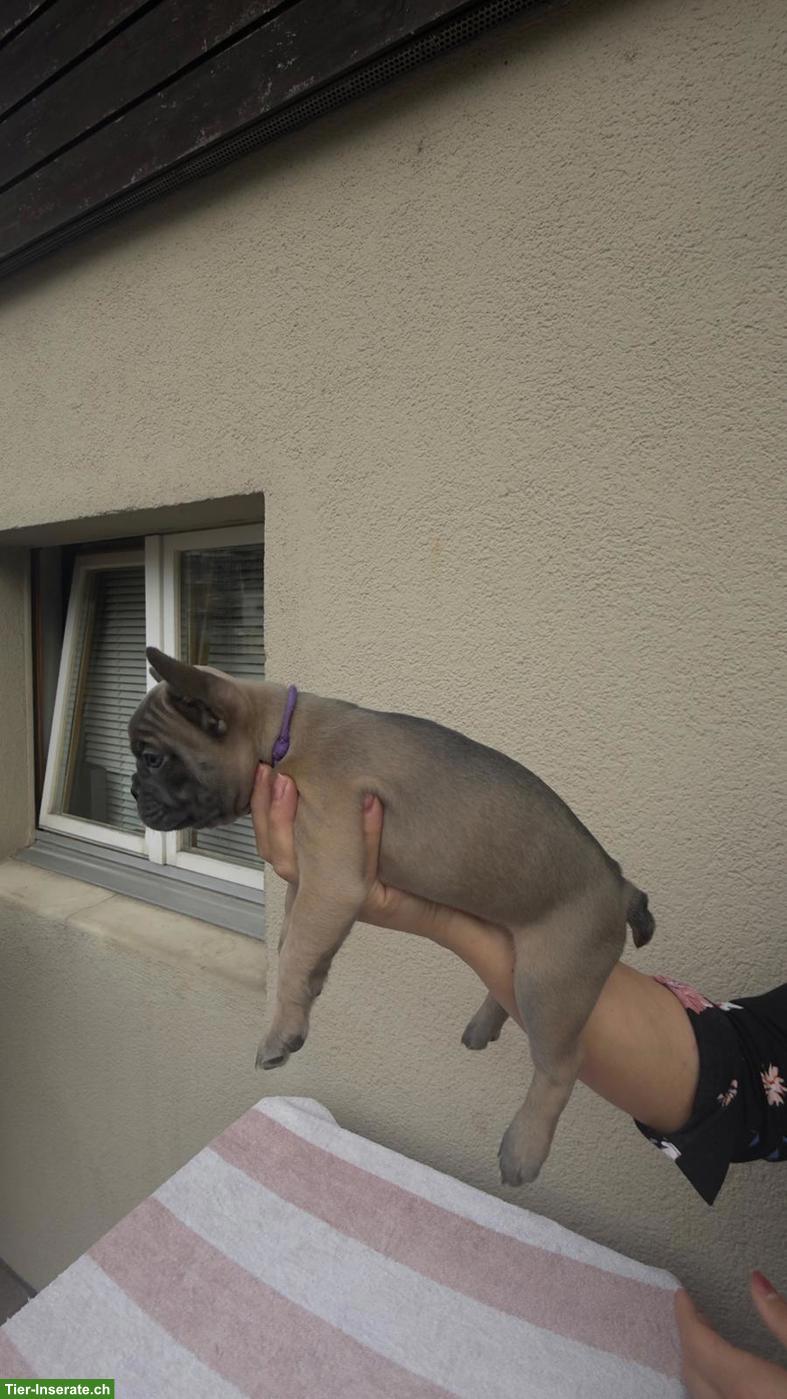 Bild 9: Französische Bulldoggen Welpen suchen liebes Zuhause 🐾