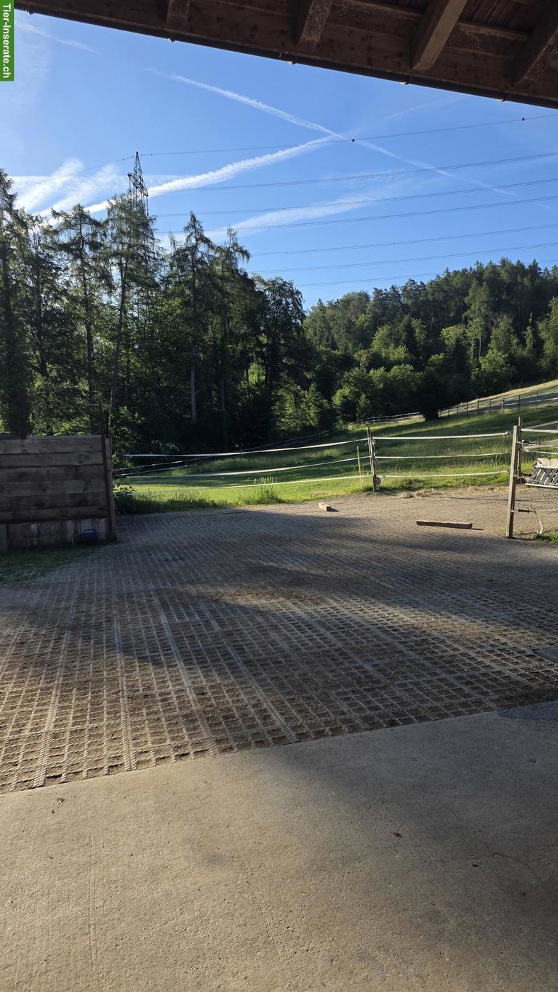 Vermieten Innenbox mit täglichem Auslauf für leichtfuttriges Pony