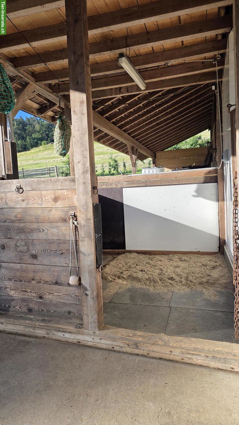 Bild 3: Vermieten Innenbox mit täglichem Auslauf für leichtfuttriges Pony