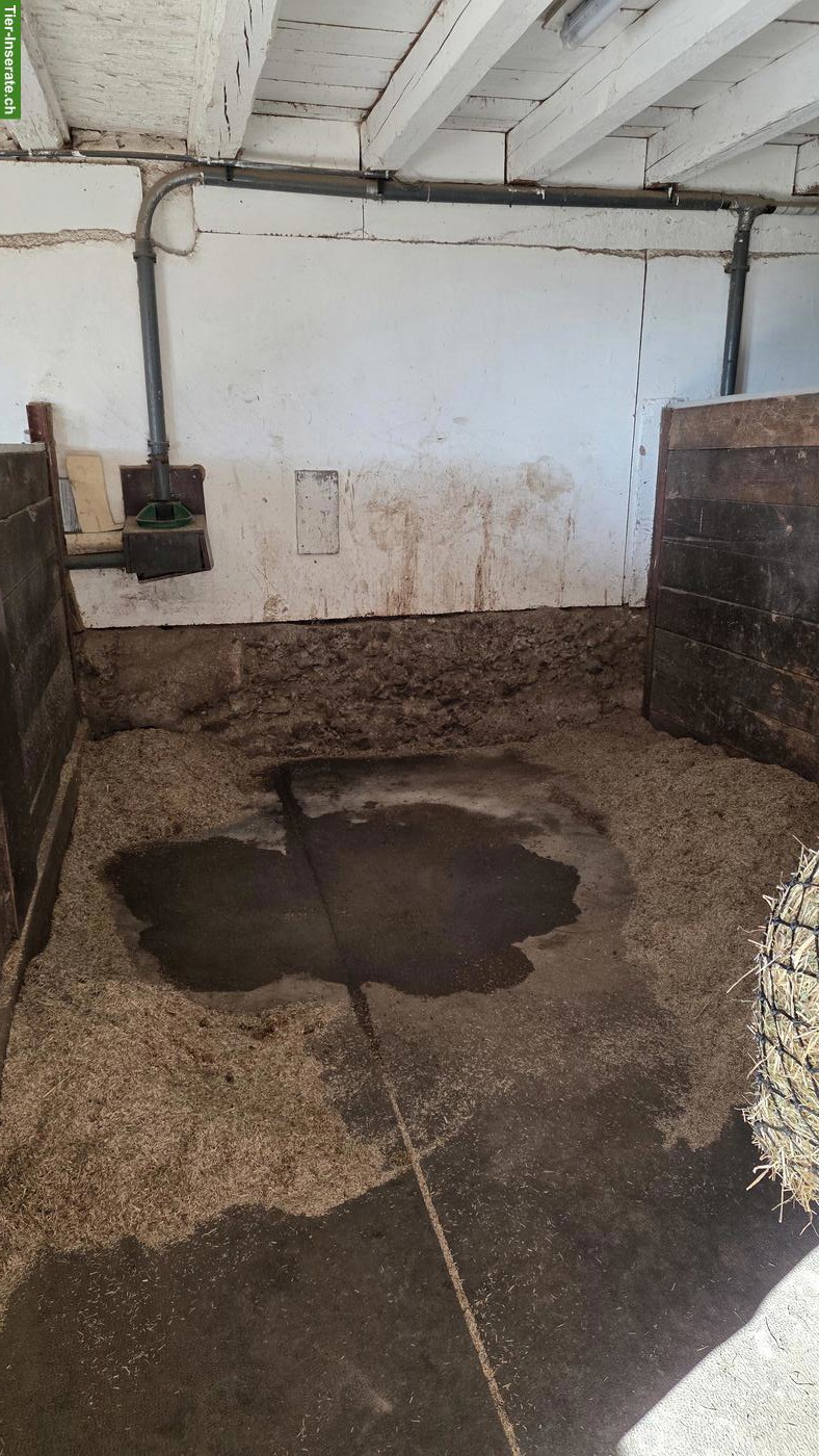 Bild 4: Vermieten Innenbox mit täglichem Auslauf für leichtfuttriges Pony