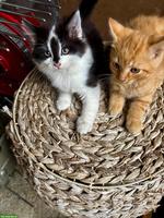 Bauernhof Kitten abzugeben