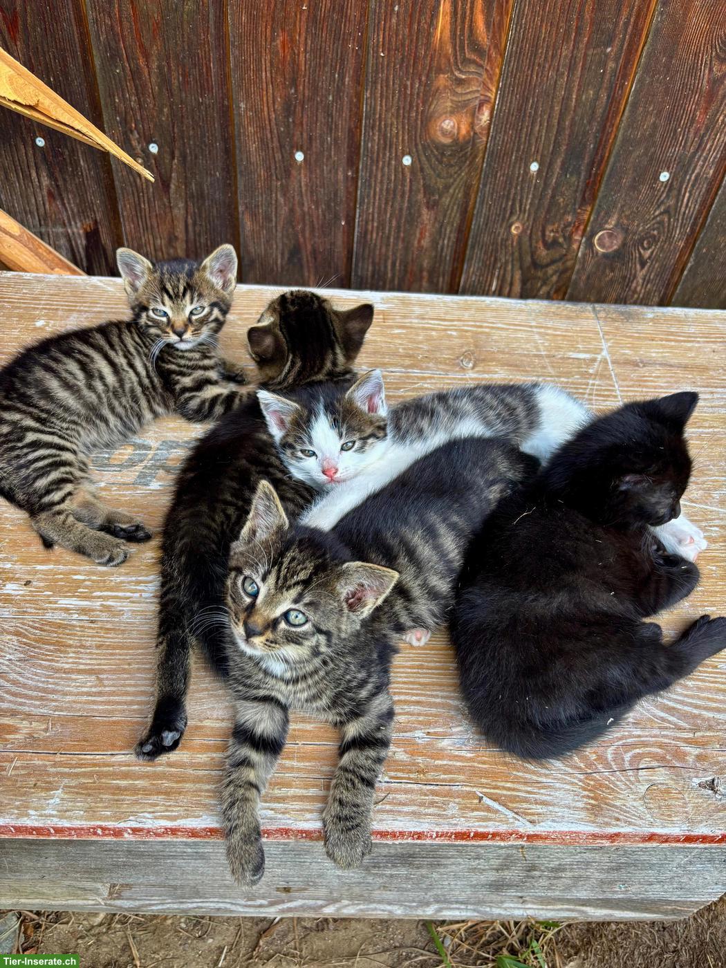 Bild 2: Junge Bauernhof Kitten abzugeben