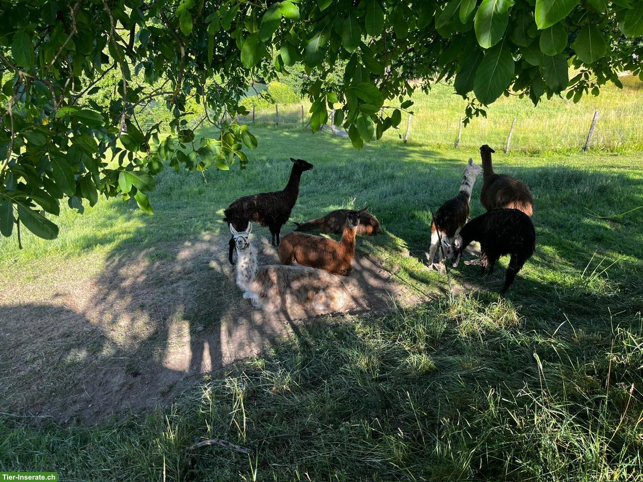 Lama Mix Stuten abzugeben