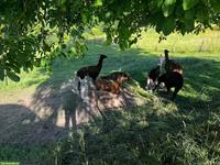 Lama Mix Stuten abzugeben