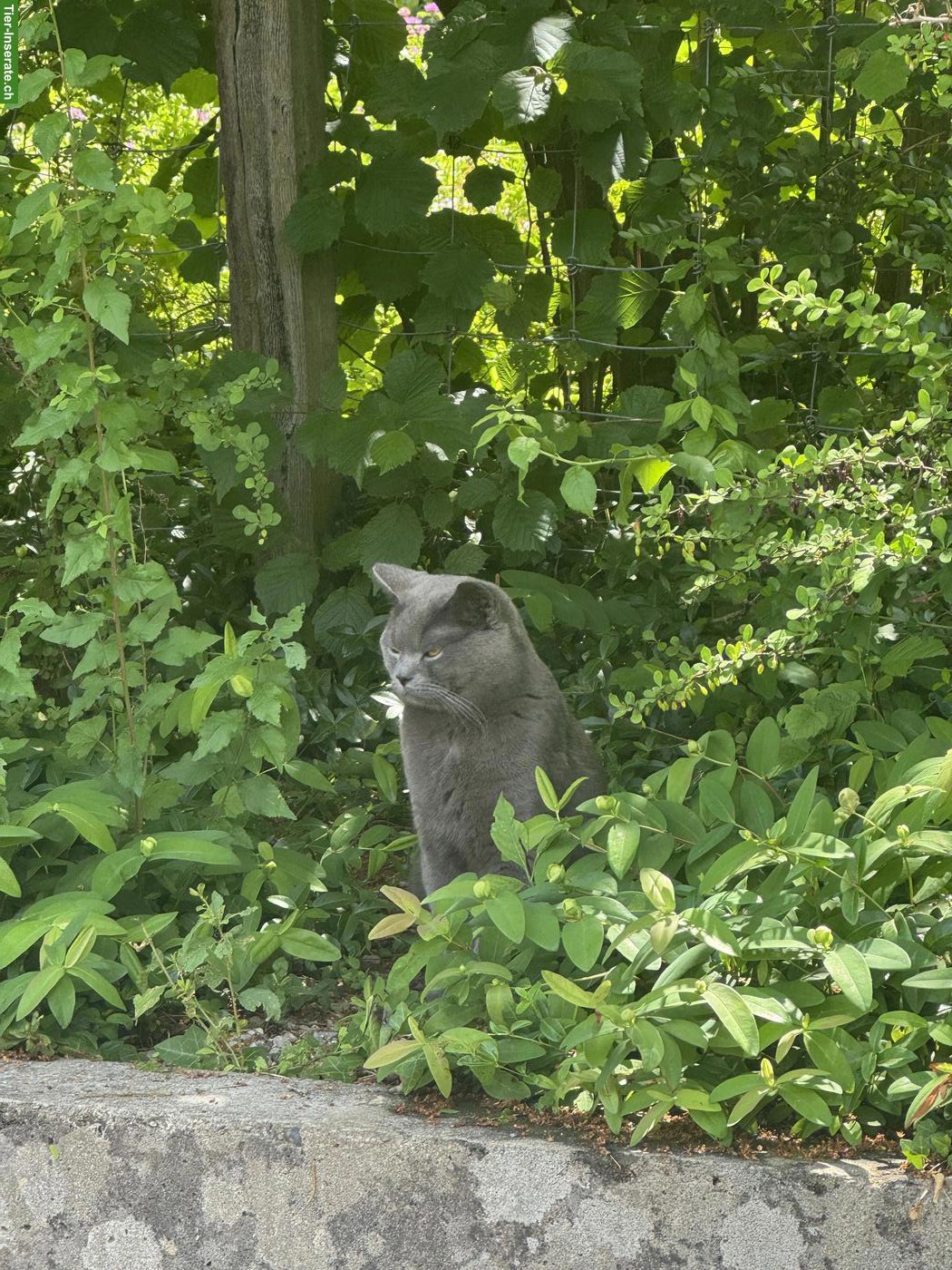 Bild 2: 1-jähriger Britisch Kurzhaar Kater, grau