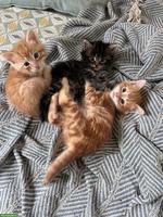 2 junge rote Kater abzugeben vom Bauernhof
