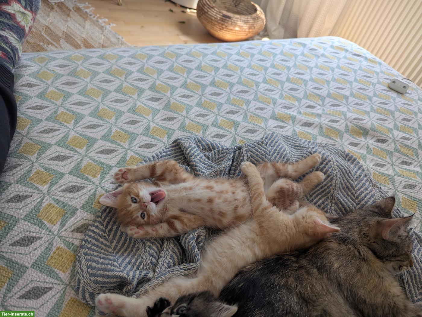 Bild 2: 2 junge rote Kater abzugeben vom Bauernhof